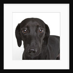 Dachshund mutt by Anonymous