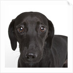 Dachshund mutt by Anonymous