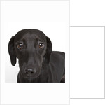 Dachshund mutt by Anonymous