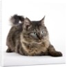 Tabby cat by Anonymous