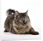 Tabby cat by Anonymous
