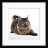 Tabby cat by Anonymous