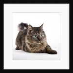 Tabby cat by Anonymous