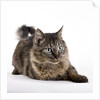 Tabby cat by Anonymous