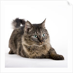 Tabby cat by Anonymous