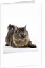 Tabby cat by Anonymous