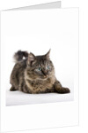 Tabby cat by Anonymous