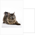 Tabby cat by Anonymous
