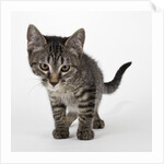 Tabby kitten by Anonymous