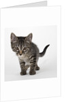 Tabby kitten by Anonymous