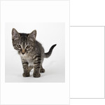 Tabby kitten by Anonymous