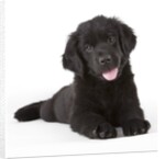 Newfoundland puppy by Anonymous
