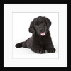 Newfoundland puppy by Anonymous