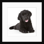 Newfoundland puppy by Anonymous