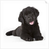 Newfoundland puppy by Anonymous
