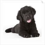 Newfoundland puppy by Anonymous