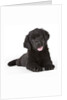 Newfoundland puppy by Anonymous