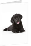 Newfoundland puppy by Anonymous