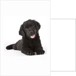 Newfoundland puppy by Anonymous