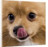 Pomeranian licking face by Anonymous