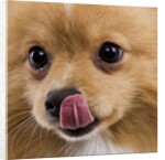 Pomeranian licking face by Anonymous