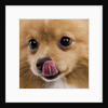 Pomeranian licking face by Anonymous