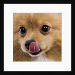 Pomeranian licking face by Anonymous