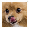 Pomeranian licking face by Anonymous