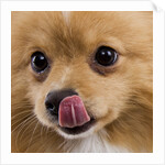 Pomeranian licking face by Anonymous