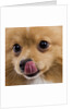 Pomeranian licking face by Anonymous