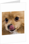 Pomeranian licking face by Anonymous