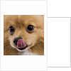 Pomeranian licking face by Anonymous