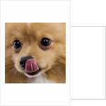 Pomeranian licking face by Anonymous