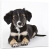 Australian shepherd puppy by Anonymous