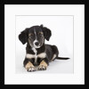 Australian shepherd puppy by Anonymous