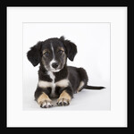 Australian shepherd puppy by Anonymous