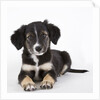 Australian shepherd puppy by Anonymous