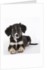 Australian shepherd puppy by Anonymous
