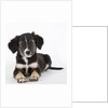 Australian shepherd puppy by Anonymous