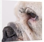 Bulldog face by Anonymous