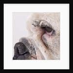 Bulldog face by Anonymous