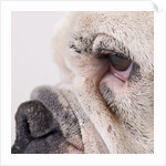Bulldog face by Anonymous
