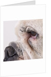 Bulldog face by Anonymous