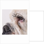 Bulldog face by Anonymous