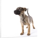 Mastiff puppy by Anonymous