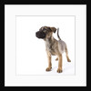 Mastiff puppy by Anonymous