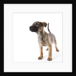 Mastiff puppy by Anonymous