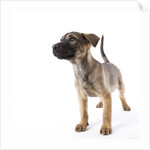 Mastiff puppy by Anonymous