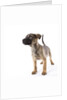 Mastiff puppy by Anonymous