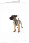 Mastiff puppy by Anonymous